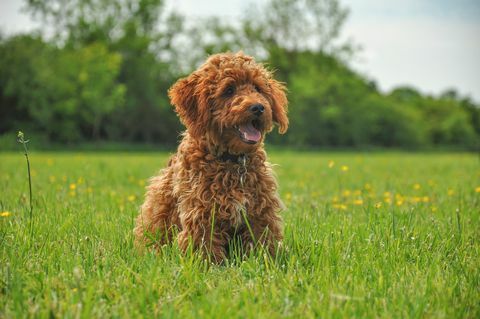 ingefära cockapoo valp i ett fält