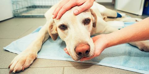 Veterinärer avslöjar den tragiska sanningen om vad våra husdjur gör i deras sista ögonblick - sätter husdjur i sömn