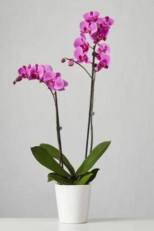 Lila orkidé 