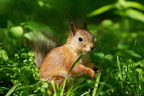 närbild av den eurasiska röda ekorren sciurus vulgaris