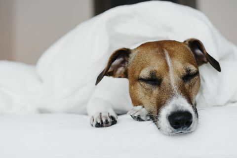 jack russell terrier i sängen