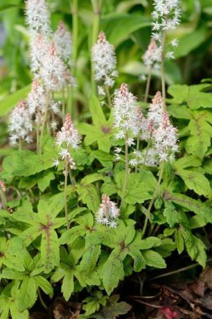 foamflower tiarella är en flerårig blomma som växer i skuggiga områden