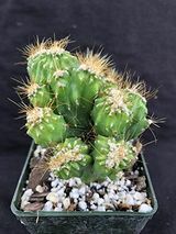 Ming Thing Cactus