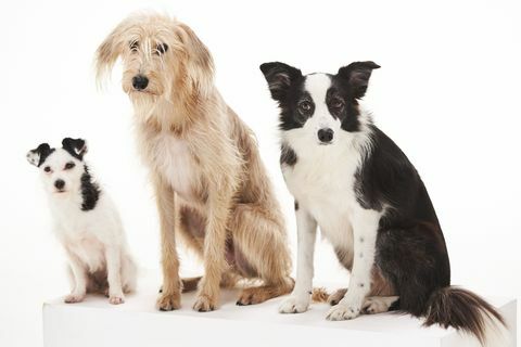 bbc dog tales jack russellchihuahua cross, lurcher och border. collie