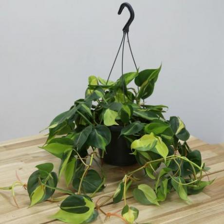 inomhus hängande växter: Philodendron skandaler "Brasil"