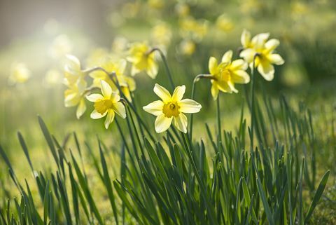 Vårgula påskliljor - Narcissus blommar bakgrundsbelyst av disigt solsken