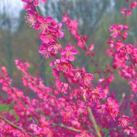 vårblommor – japansk aprikos