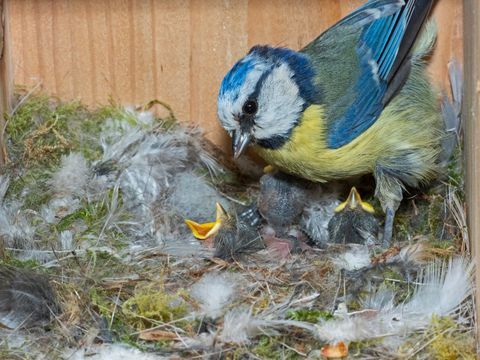 blåmes, cyanistes caeruleus, matar hungriga kycklingar i holken, norfolk uk foto av david tiplingeducation imagesuniversal images group via getty images