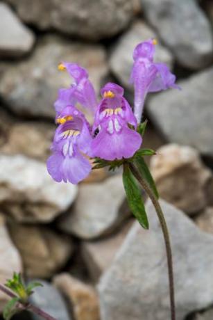 Röd hampa-nässlan i blomma.