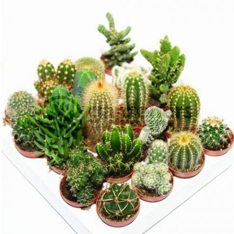 Cactus Mix - 10 växter av Gardeners Dream