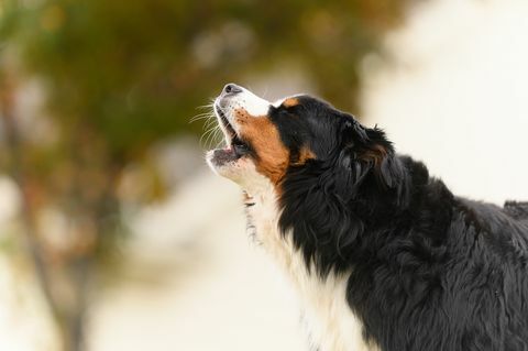 medelålders berneserbergshund skäller utomhus i en närbild