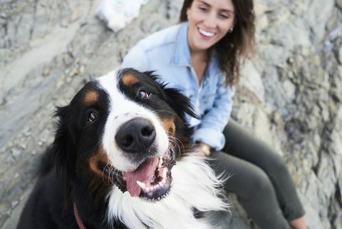 glad Bernese bergshund tittar på kameran, hans ägare ler bredvid honom