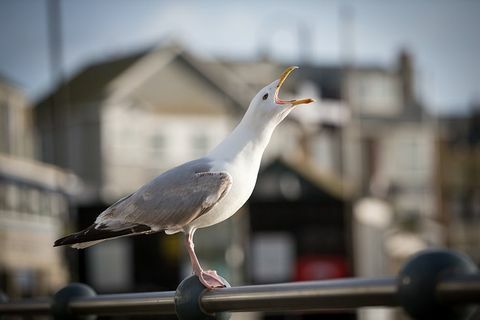 Seagull squawking på räcke till sjöss