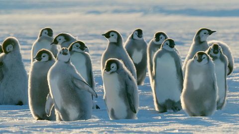 Dynasties pingviner kycklingar foto