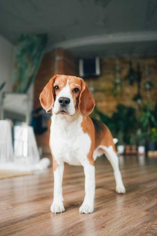 porträtt av en beaglehund med ett lekfullt humör