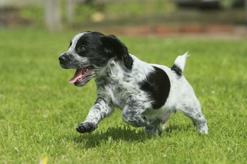 livlig cocker spaniel