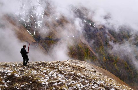 fårbesättning - får - Abano Pass - Georgia - Amos Chapple / RFE / RL