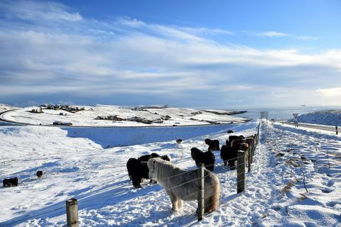 Shetland ponnyer står i ett snötäckt fält i Scalloway, Shetland Islands