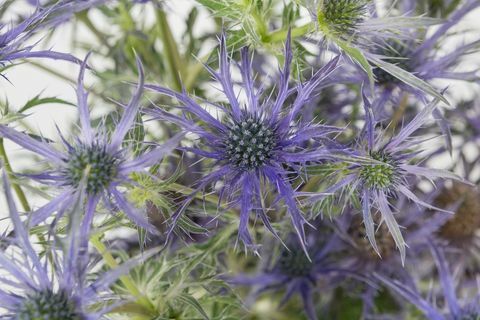 Eryngium 'Blue Waves' - Chelsea Flower Show - årets anläggning 2018