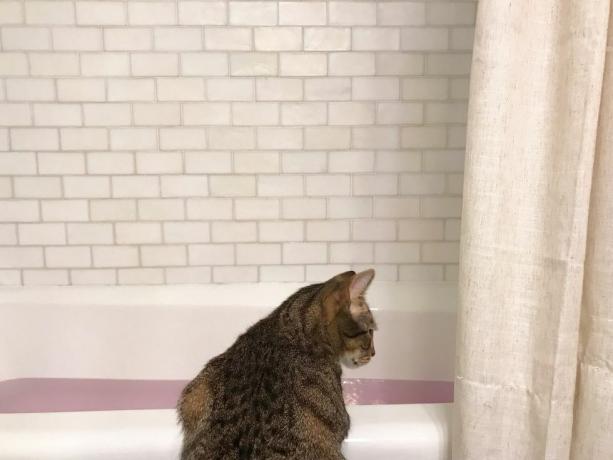 katt tittar i badkaret fyllt med vatten