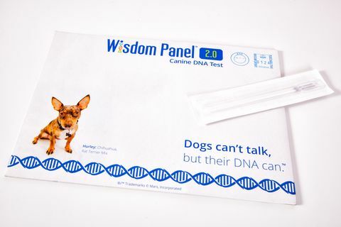 Wisdom Panel-DNA-kit, RRP 75 £