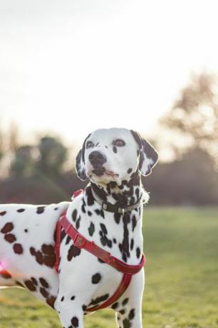 hund utanför