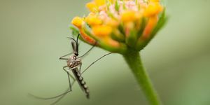 hur man blir av med myggor i trädgårdar