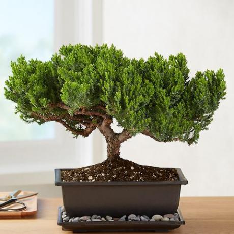 enbär bonsai1822 40004 101067 101521 101672 webb för att uppdatera 157145 157822