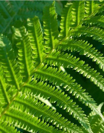 boston fern