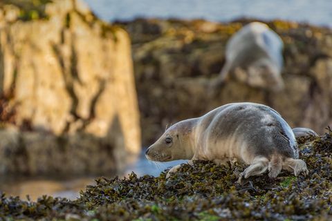 Atlantic Grey Seals