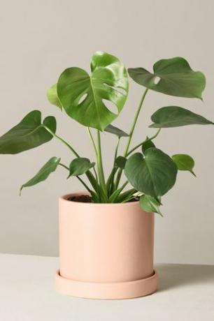 Monstera Deliciosa i dekorativ kruka