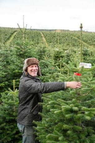 Waitrose säljer gigantiska 9ft julgranar när de förbereder sig för den livligaste dagen med trädförsäljning