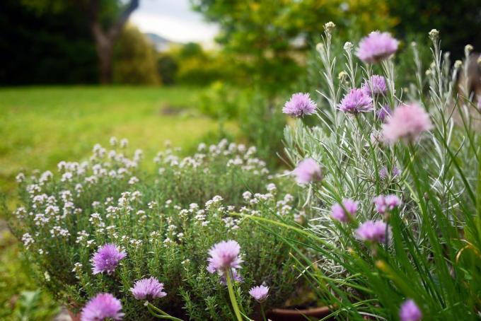 örtträdgård med blommande gräslök och timjan