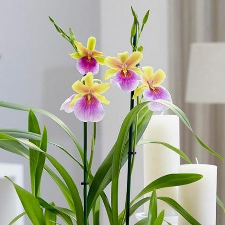 Miltonia 'Sunset'pansy orchid