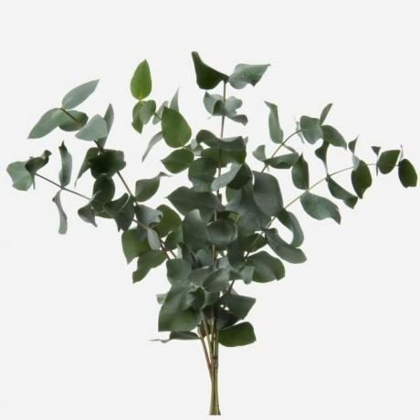 Grönt Cinerea Eucalyptus Lövverk