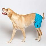 Kove Mate Dog Swim Trunks i Cyan Blue