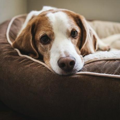 det ena rummet som din hund inte bör lämnas ensam i, enligt en ny studie