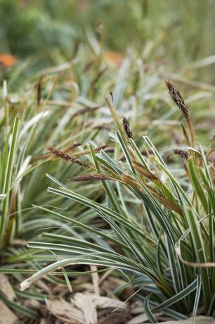 brokiga blad av Carex oshimensis växt