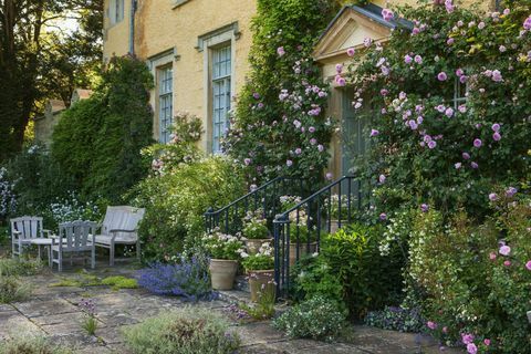 Rosa blommor på huset