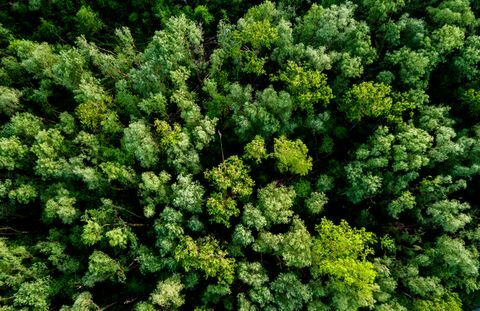 Flygfoto över en frodig grön skog eller skog