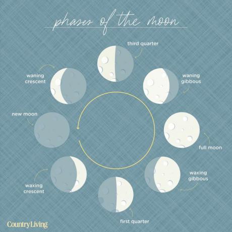 diagram med åtta månfaser, som börjar med nymåne, arrangerat i cirkel med pil som indikerar rörelse moturs
