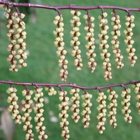 vårblommor – tidig stachyurus