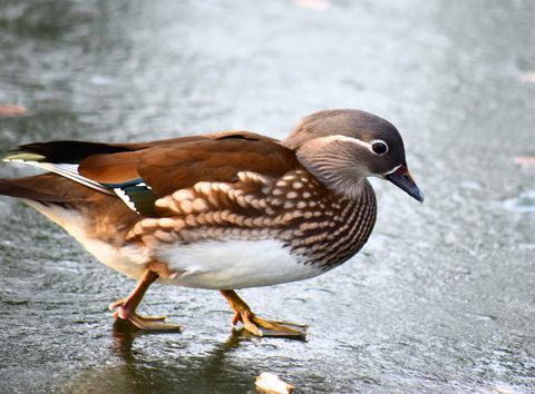 mandarin på frusen damm