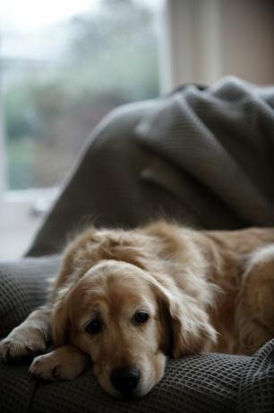 golden retriever hund liggande på soffan