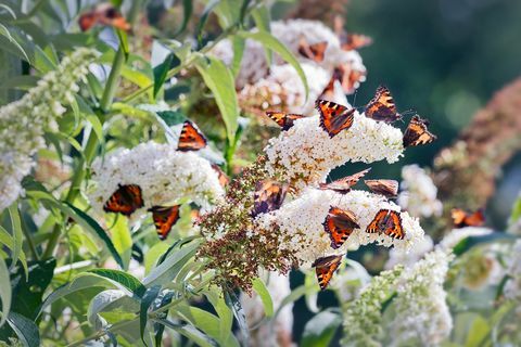 fjärilar på buddleja