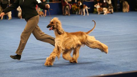 hur man tittar på den nationella hundshowen