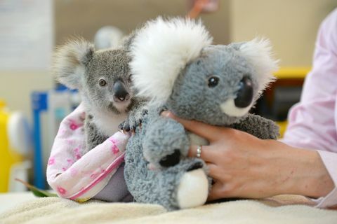 Shayne koalaen