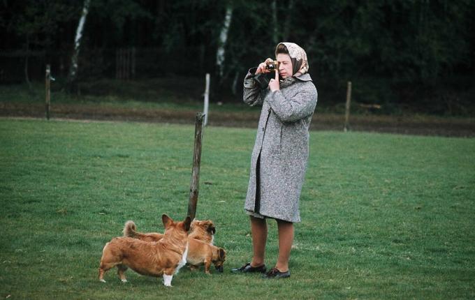 Windsor, Storbritannien, drottning Elizabeth II fotograferar sin corgis i Windsor Park 1960 i Windsor, England foto av anwar husseingetty images