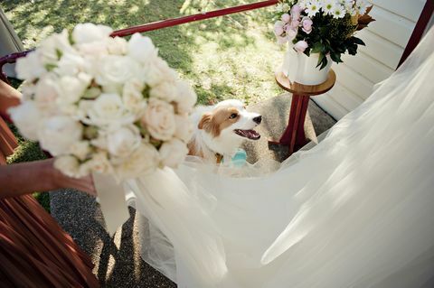 Hund i bröllopsmottagning