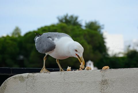 Måsen som äter bröd, Albufeira, Portugal.